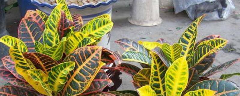 变色龙盆栽的养殖方法 变色龙植物养殖方法