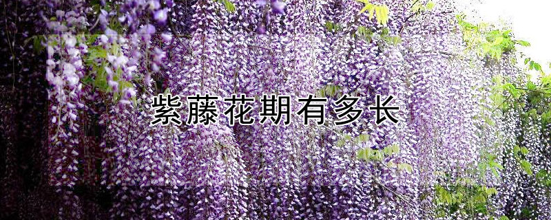 紫藤花期有多长 紫藤开花期多长