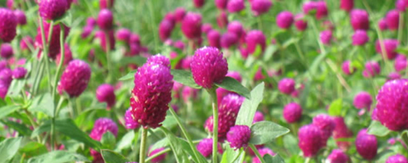 千日红怎么养开花多(百日红花怎么养)