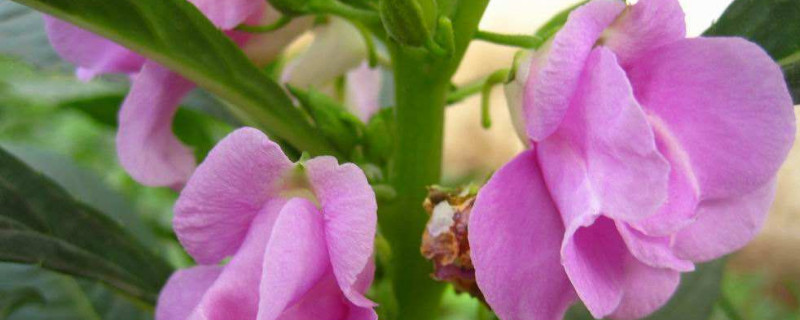 重瓣凤仙花怎样打顶 重瓣凤仙花的修剪方法图解