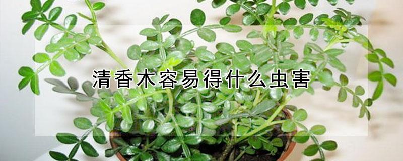 清香木容易得什么虫害 清香木的虫害防治