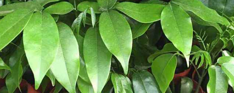 元宝树掉叶子怎么回事 元宝树掉叶子是什么情况