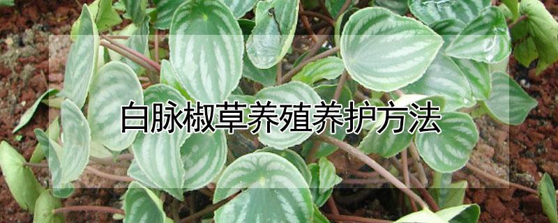 白脉椒草养殖养护方法（白脉椒草好养活吗）