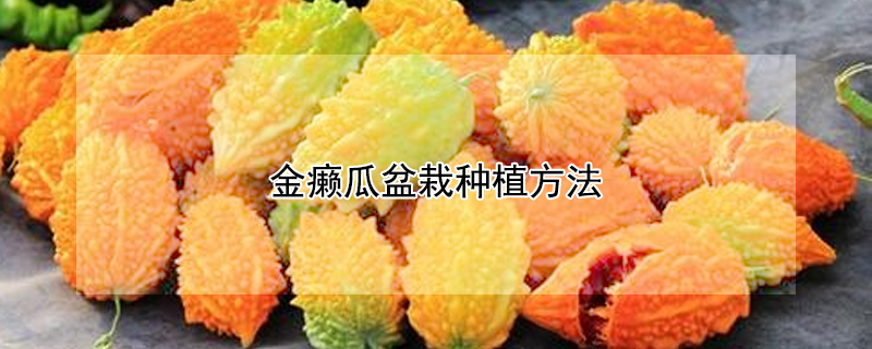 金癞瓜盆栽种植方法 金癞瓜盆栽好种吗