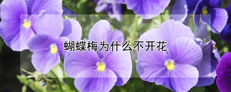 蝴蝶梅为什么不开花 蝴蝶梅什么时候开花?不开花怎么办