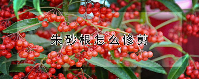 朱砂根怎么修剪 朱砂根怎么修剪后怎么消毒