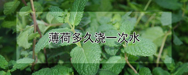 薄荷多久浇一次水（薄荷几天浇水一次）