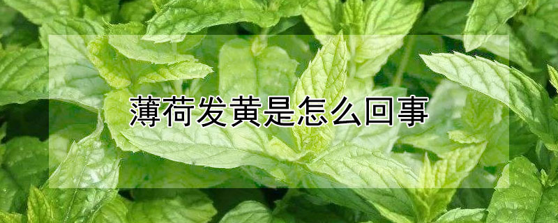 薄荷发黄是怎么回事 薄荷 变黄