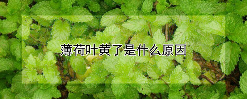 薄荷叶黄了是什么原因 薄荷叶子发黄是什么原因