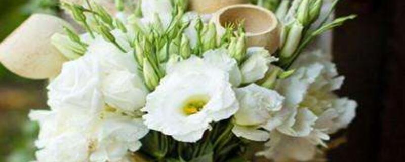 洋桔梗花期怎么浇水 桔梗花浇水时间