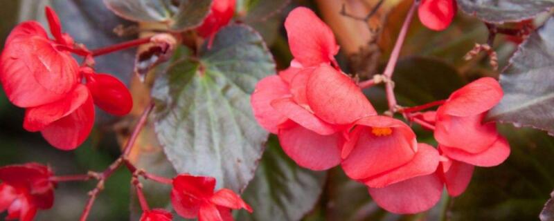 斑叶竹节海棠如何修剪（竹节海棠怎么修剪）