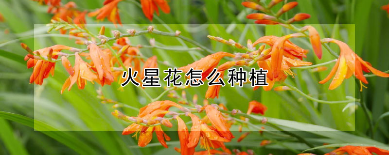 火星花怎么种植（火星怎么种植植物）