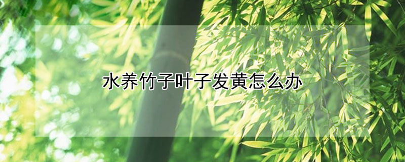 水养竹子叶子发黄怎么办（水养的竹子叶子发黄怎么办）