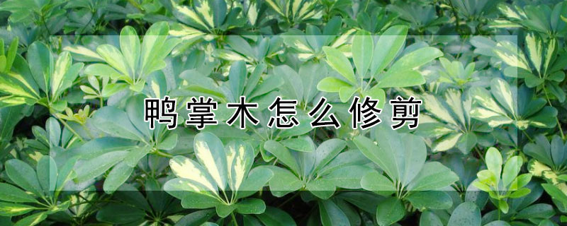 鸭掌木怎么修剪（鸭掌木怎么修剪才能养得比较高大）