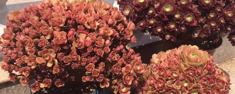 法师缀化上盆怎么养护（法师缀化如何养护）