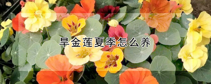 旱金莲夏季怎么养（旱金莲夏天怎么养）