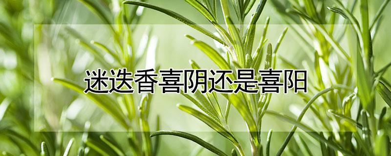 迷迭香喜阴还是喜阳 迷迭香喜阴还是喜阳光