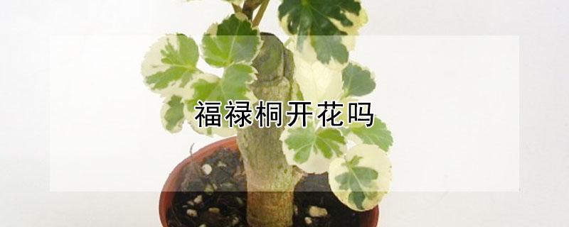 福禄桐开花吗 福禄桐花期