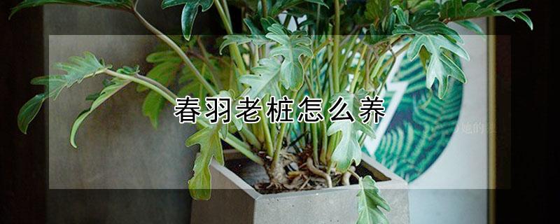 春羽老桩怎么养(春羽老桩如何养)