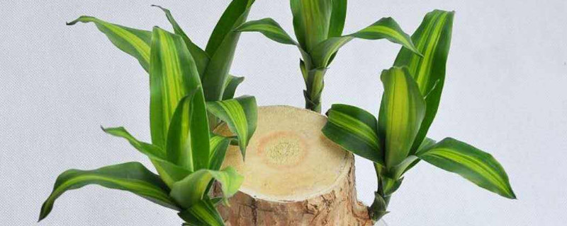 巴西木底部发霉还能活么（巴西木怎么会发霉）