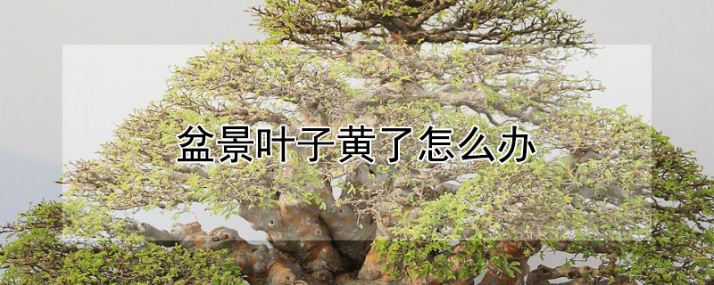 盆景叶子黄了怎么办 盆景的叶子黄了怎么办