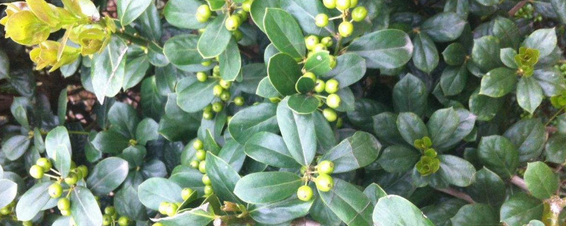 米兰花秋季怎么浇水 米兰冬天如何浇水