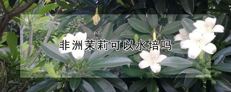非洲茉莉可以水培吗 茉莉可以水培种植吗