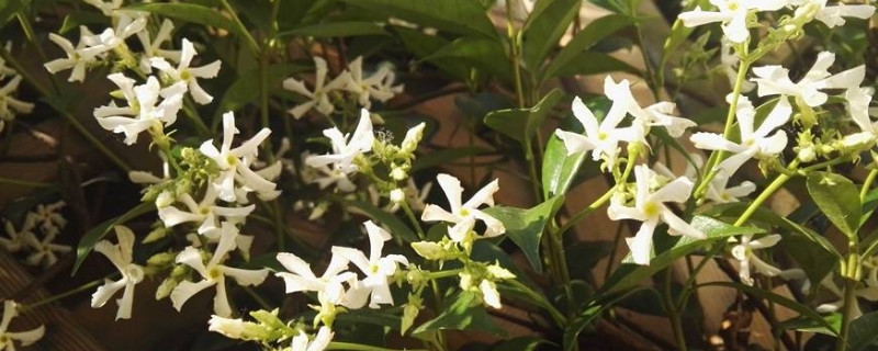 风车茉莉的秋季养护（风车茉莉的修剪与养护）