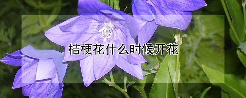 桔梗花什么时候开花 桔梗花的花期是什么时候