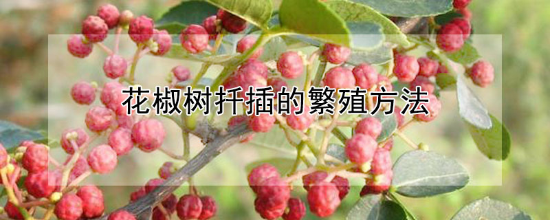 花椒树扦插的繁殖方法（花椒怎么扦插种植）