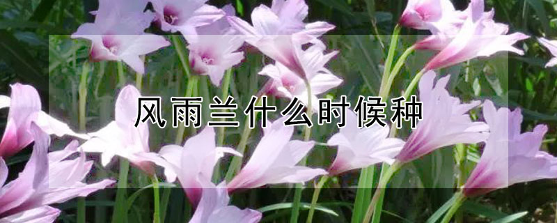 风雨兰什么时候种 风雨兰什么时候种最好 冬天