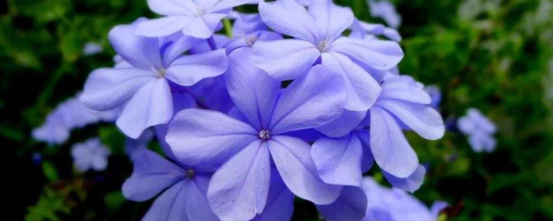 蓝雪花冬天要把头都剪掉吗（蓝雪花冬天要把头都剪掉吗?为什么要这样做?）