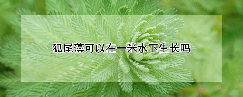 狐尾藻可以在一米水下生长吗 狐尾藻可以直接扔在水里长吗