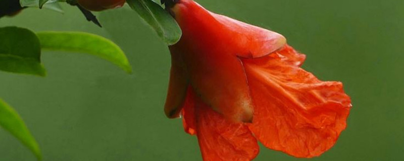 怎样防止石榴花掉花（石榴花怎么办）