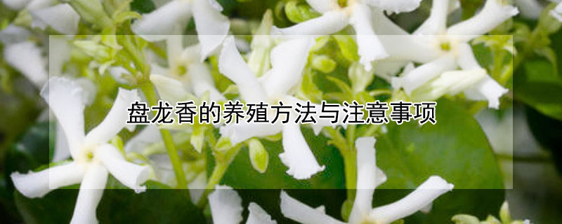 盘龙香的养殖方法与注意事项(盘龙香在室内可以养吗)