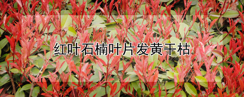 红叶石楠叶片发黄干枯 红叶石楠嫩叶枯萎