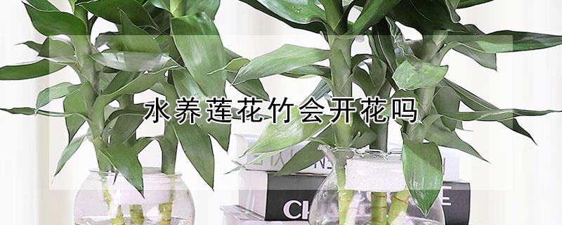 水养莲花竹会开花吗 养莲花竹用什么水养?