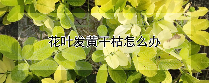 花叶发黄干枯怎么办 花叶子黄了干枯了怎么办