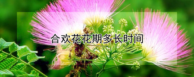 合欢花花期多长时间（合欢花花期多久）