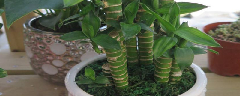 水培龙竹的繁殖方法（水培龙竹好养吗）