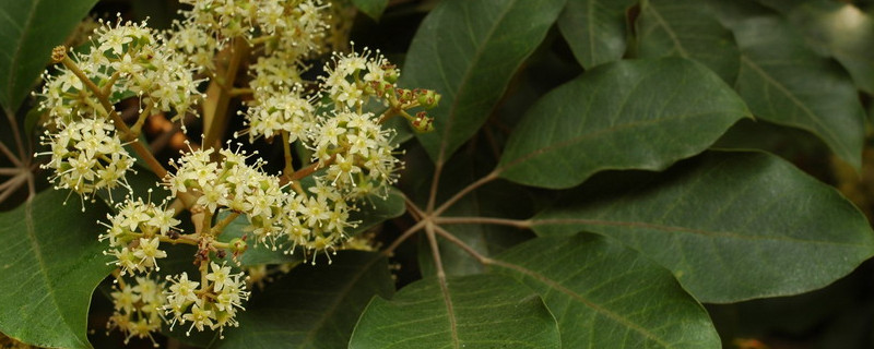 鸭掌木老不发新芽咋办（鸭掌木老枝杈不发新芽咋办）