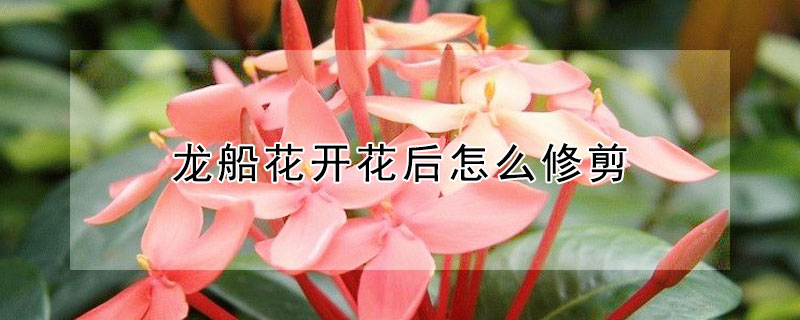 龙船花开花后怎么修剪（龙船花开花后怎么修剪视频）