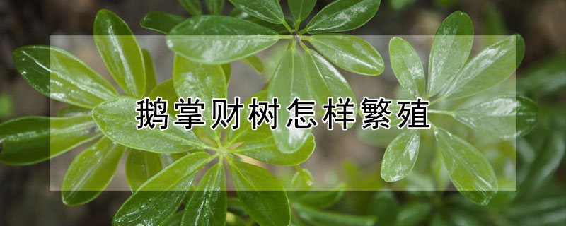 鹅掌财树怎样繁殖（鹅掌柴的种植）