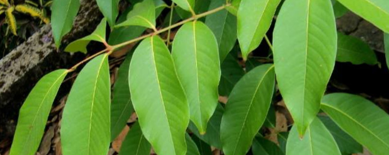 紫薇叶子卷曲是怎么了（紫薇叶尖卷曲干瘪是怎么了）