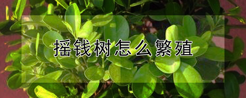 摇钱树怎么繁殖（摇钱树怎么繁殖扦插）