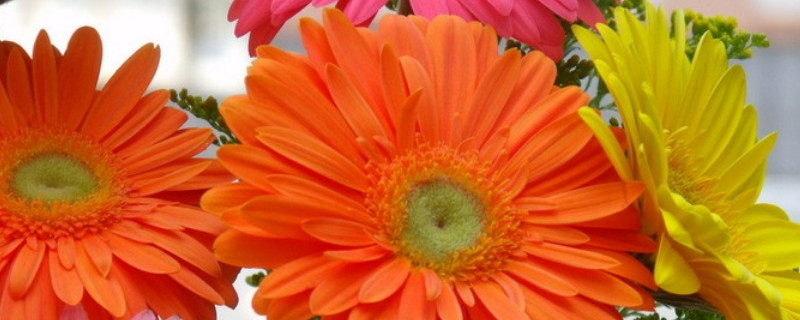 花冻了如何恢复（花冻了还能有补救办法）