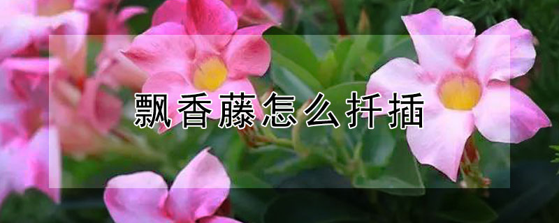 飘香藤怎么扦插（飘香藤怎么扦插繁殖）