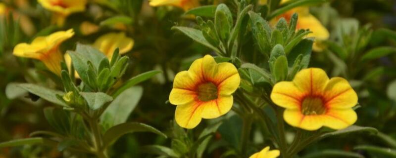 舞春花花后如何修剪（舞春花怎样修剪）