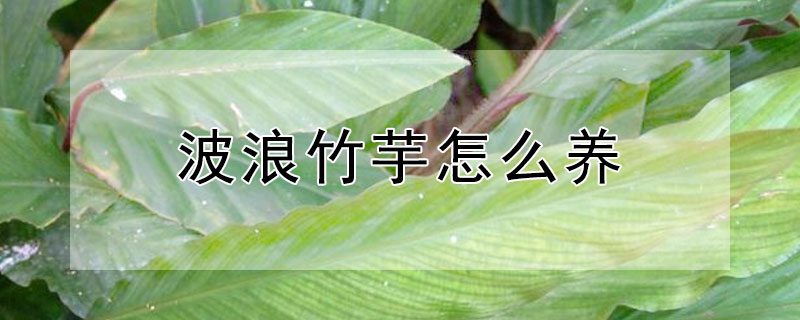 波浪竹芋怎么养（波浪竹芋怎么浇水）