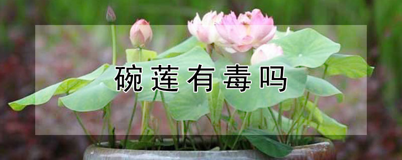 碗莲有毒吗 碗莲有毒吗可以放鱼缸里吗